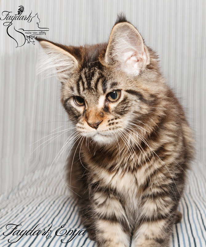 Faydark Enya - Kitten maine-coon 3.5 months