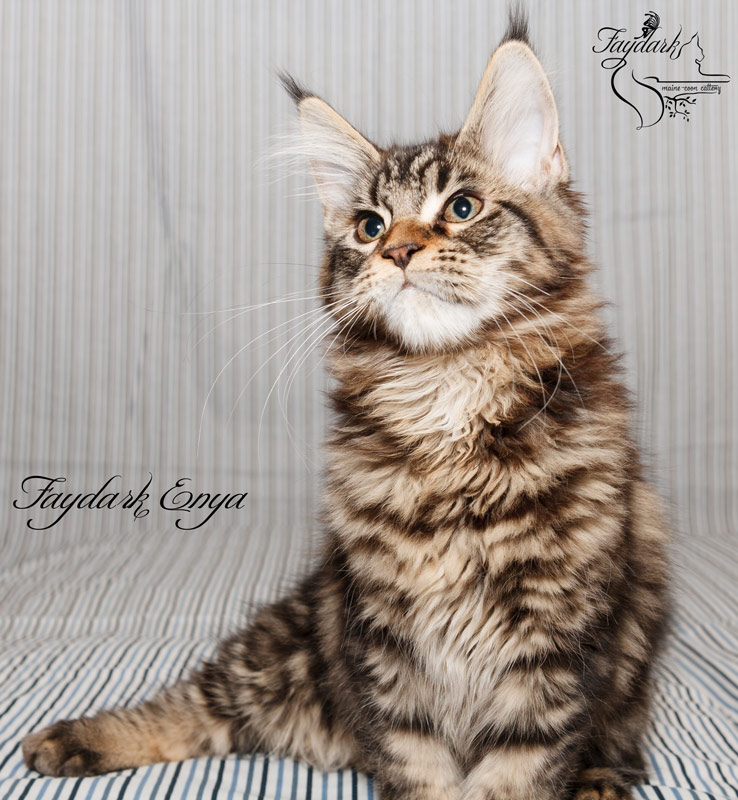 Faydark Enya - Kitten maine-coon 3.5 months