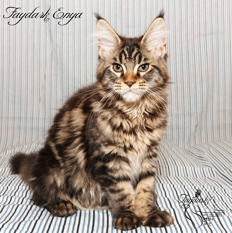 Faydark Enya - Kitten maine-coon 3.5 months
