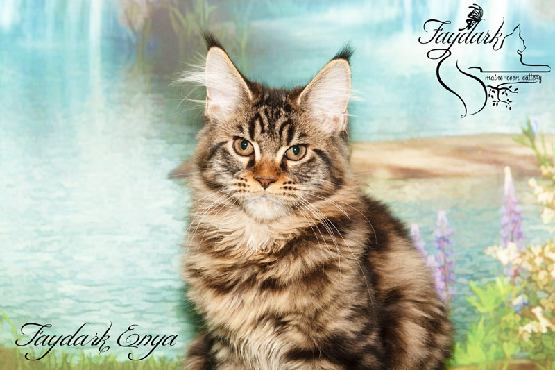 Faydark Enya - Kitten maine-coon 4 months 0.5 weeks