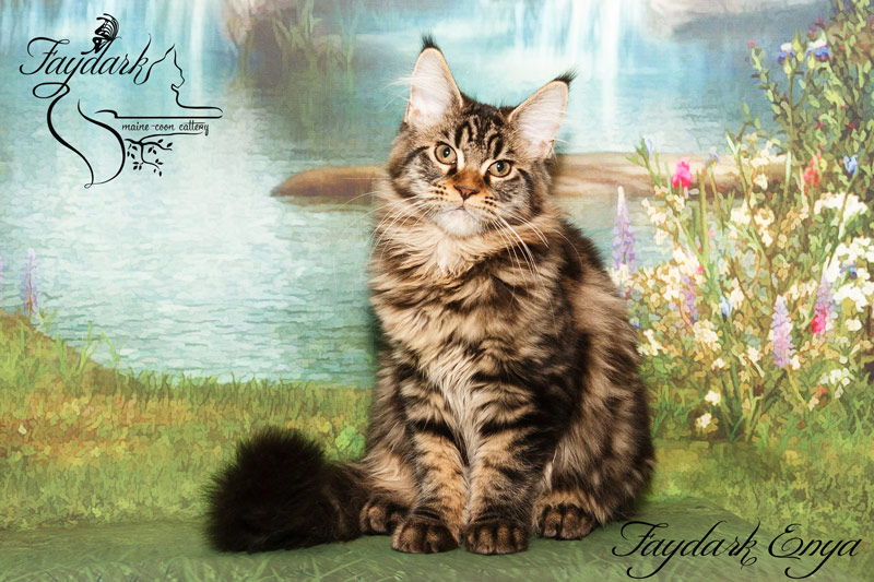 Faydark Enya - Kitten maine-coon 4 months 0.5 weeks