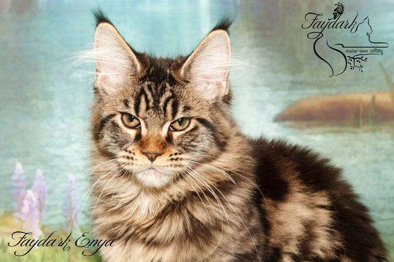 Faydark Enya - Kitten maine-coon 4 months 0.5 weeks