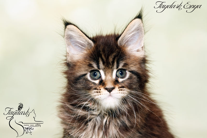 Faydark Enya - Kitten maine-coon 1 month 2 weeks