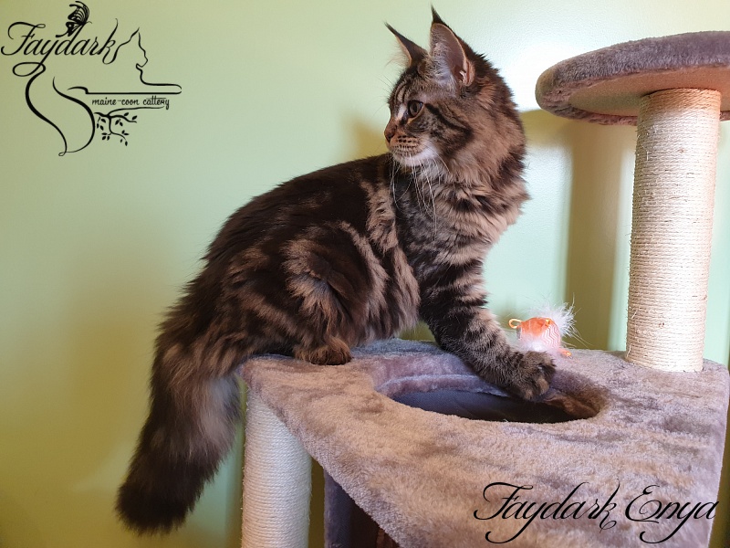 Faydark Enya - Kitten maine-coon 5 months