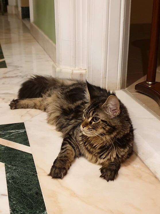 Faydark Enya - Adult maine-coon 1 year