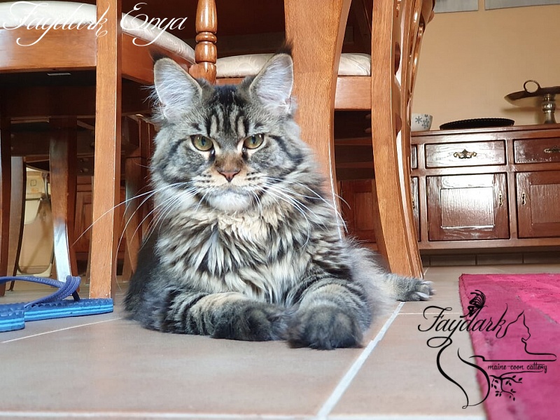 Faydark Enya - Adult maine-coon 1 year