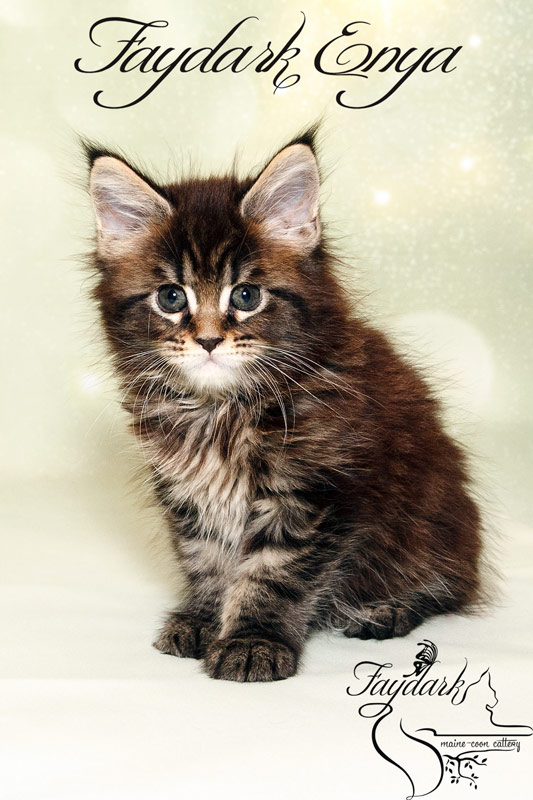 Faydark Enya - Kitten maine-coon 1 month 2 weeks