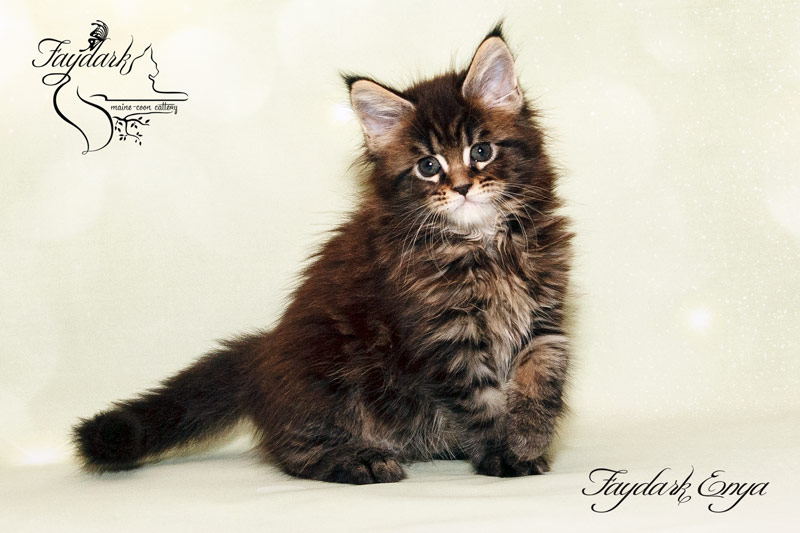 Faydark Enya - Kitten maine-coon 1 month 2 weeks