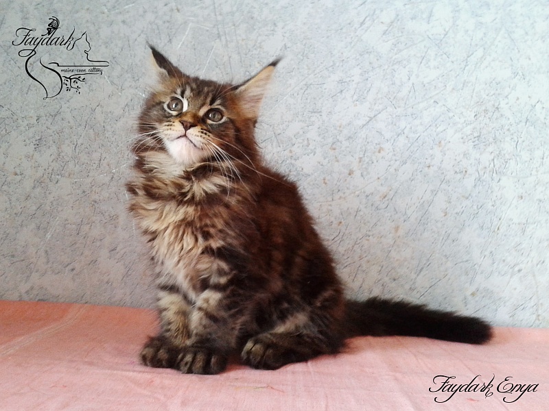 Faydark Enya - Kitten maine-coon 2 months 1.5 week