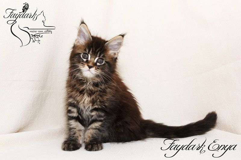 Faydark Enya - Kitten maine-coon 1 month 4 weeks