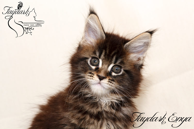 Faydark Enya - Kitten maine-coon 1 month 4 weeks