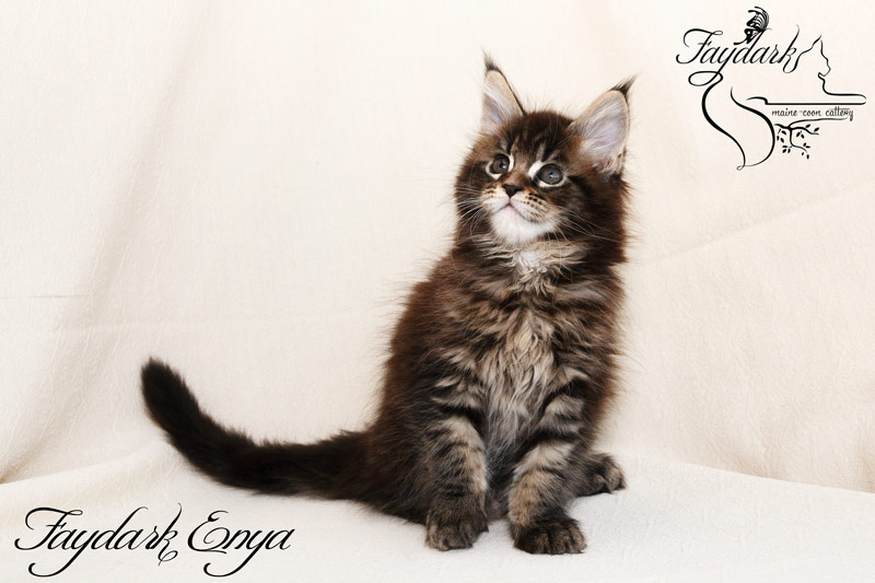 Faydark Enya - Kitten maine-coon 1 month 4 weeks
