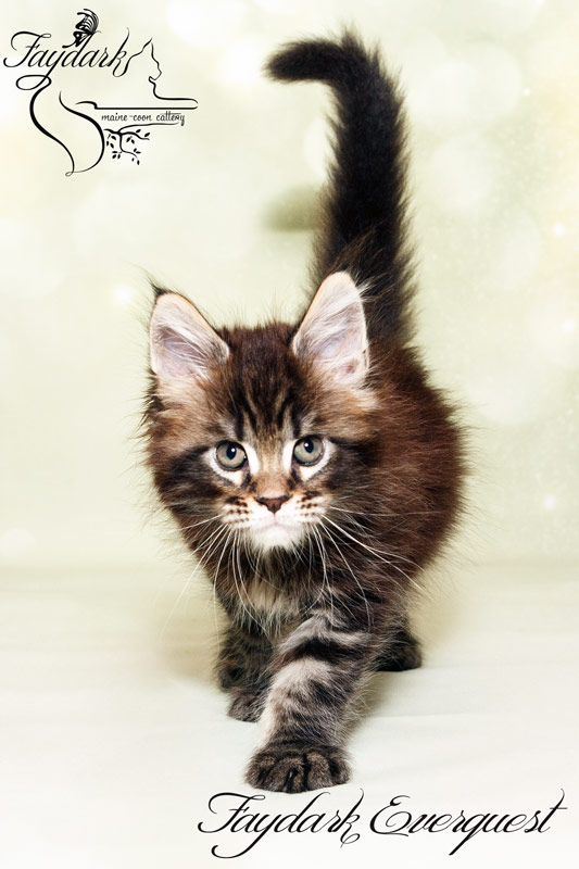 Faydark Everquest - Kitten maine-coon 1 month 2 weeks