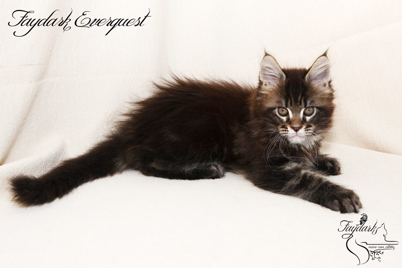 Faydark Everquest - Kitten maine-coon 1 month 4 weeks