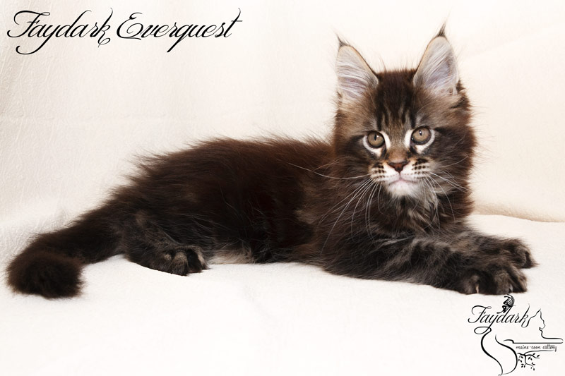 Faydark Everquest - Kitten maine-coon 1 month 4 weeks