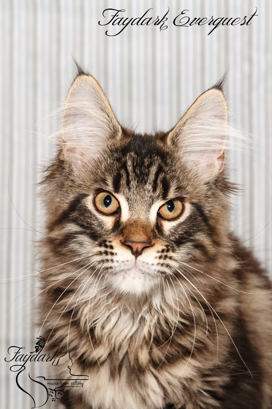 Faydark Everquest - Kitten maine-coon 3.5 months