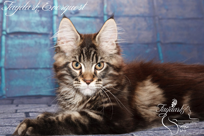 Faydark Everquest - Kitten maine-coon 3 months