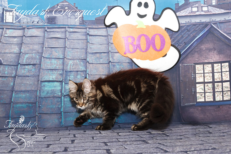 Faydark Everquest - Kitten maine-coon 3 months