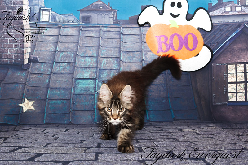 Faydark Everquest - Kitten maine-coon 3 months