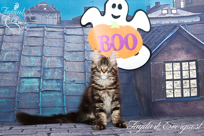 Faydark Everquest - Kitten maine-coon 3 months