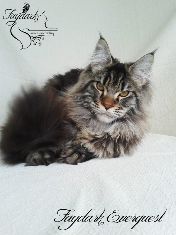 Faydark Everquest - Kitten maine-coon 5 months