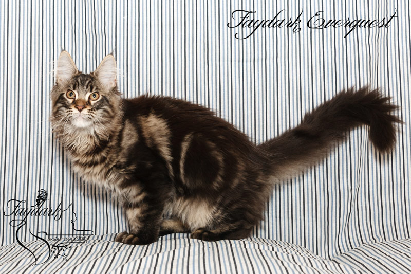 Faydark Everquest - Kitten maine-coon 3.5 months