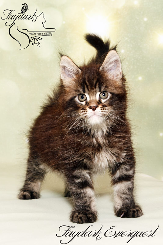 Faydark Everquest - Kitten maine-coon 1 month 2 weeks