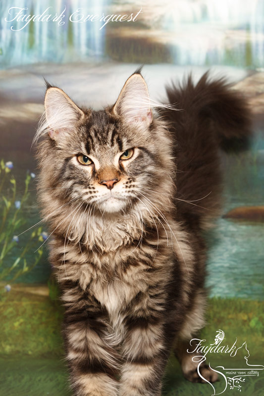Faydark Everquest - Kitten maine-coon 4 months 0.5 weeks