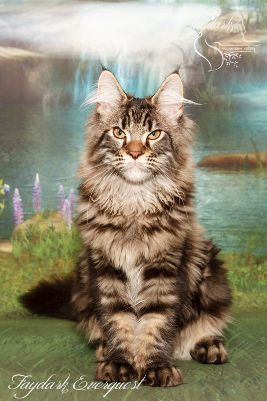 Faydark Everquest - Kitten maine-coon 4 months 0.5 weeks