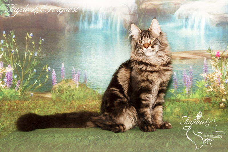 Faydark Everquest - Kitten maine-coon 4 months 0.5 weeks