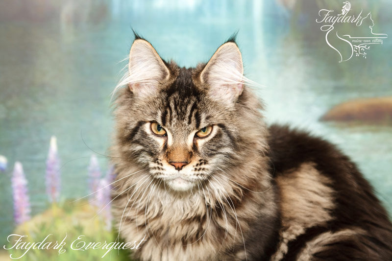 Faydark Everquest - Kitten maine-coon 4 months 0.5 weeks
