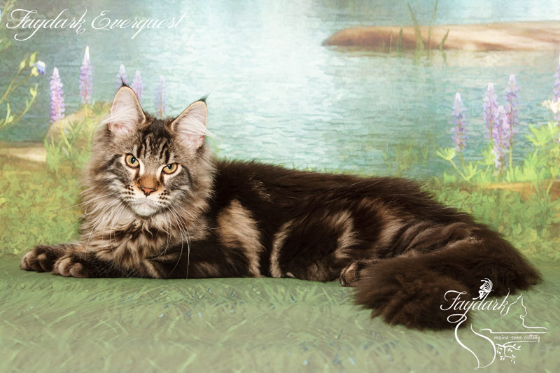 Faydark Everquest - Kitten maine-coon 4 months 0.5 weeks