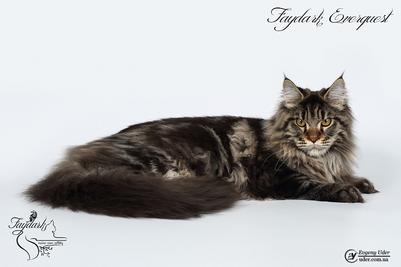 Faydark Everquest - Kitten maine-coon 6 months