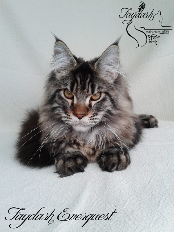 Faydark Everquest - Kitten maine-coon 5 months