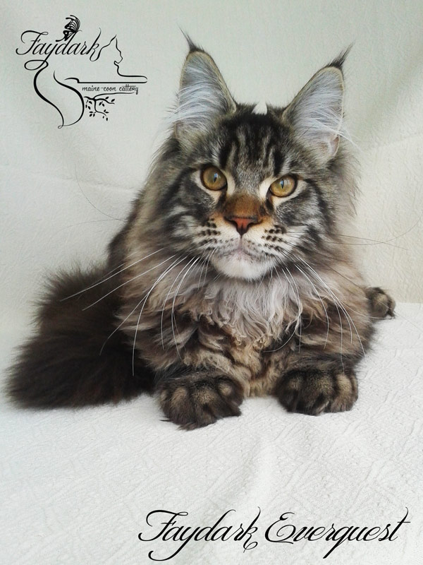 Faydark Everquest - Kitten maine-coon 5 months