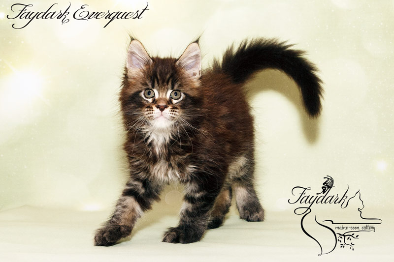 Faydark Everquest - Kitten maine-coon 1 month 2 weeks