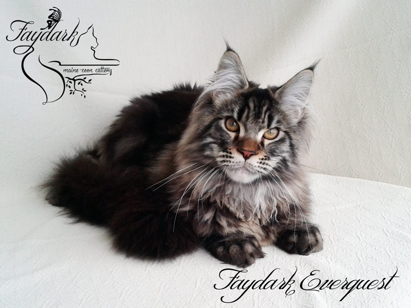 Faydark Everquest - Kitten maine-coon 5 months