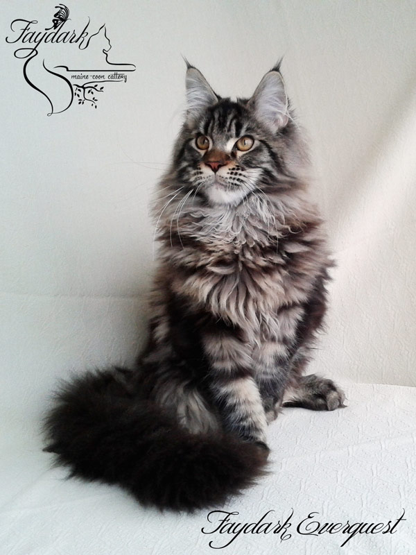 Faydark Everquest - Kitten maine-coon 5 months