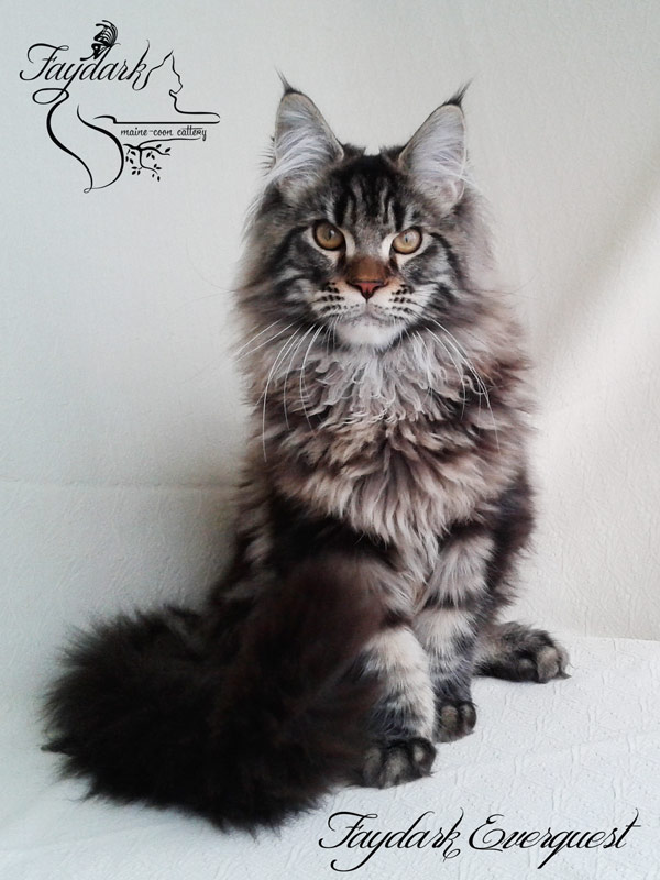 Faydark Everquest - Kitten maine-coon 5 months