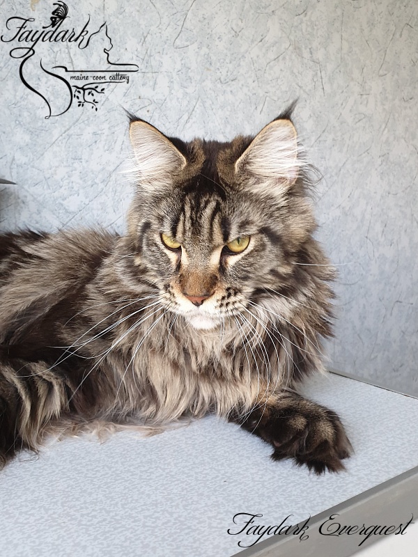 Faydark Everquest - Junior maine-coon 9 months 4 weeks