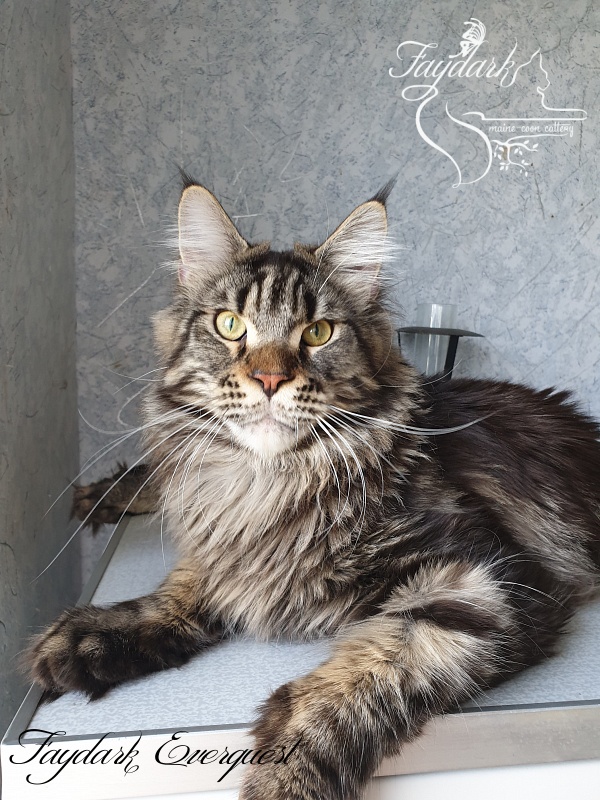 Faydark Everquest - Junior maine-coon 9 months 4 weeks