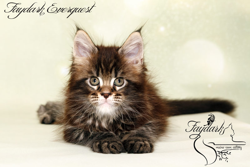 Faydark Everquest - Kitten maine-coon 1 month 2 weeks