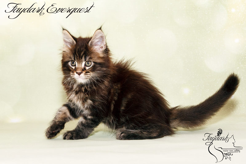 Faydark Everquest - Kitten maine-coon 1 month 2 weeks
