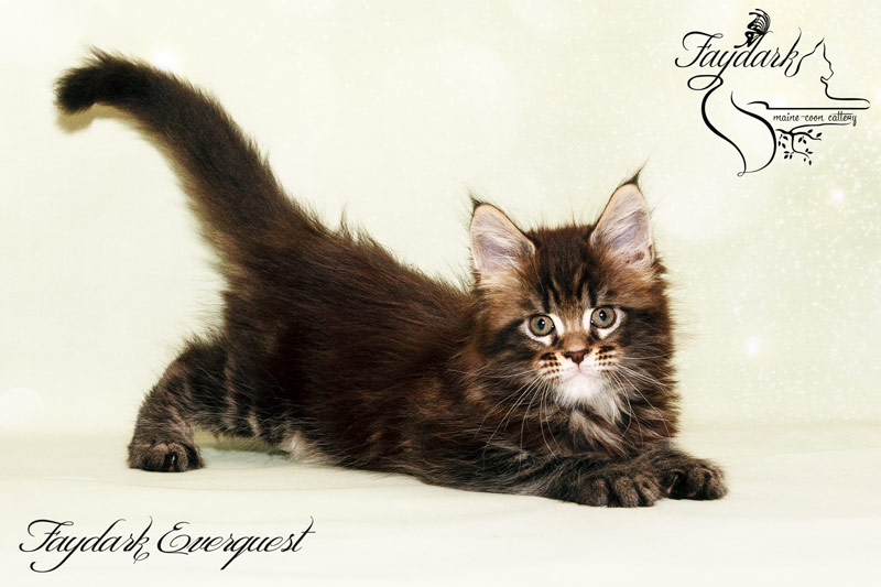 Faydark Everquest - Kitten maine-coon 1 month 2 weeks