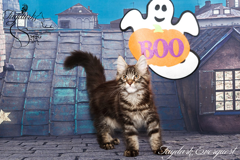 Faydark Everquest - Kitten maine-coon 3 months