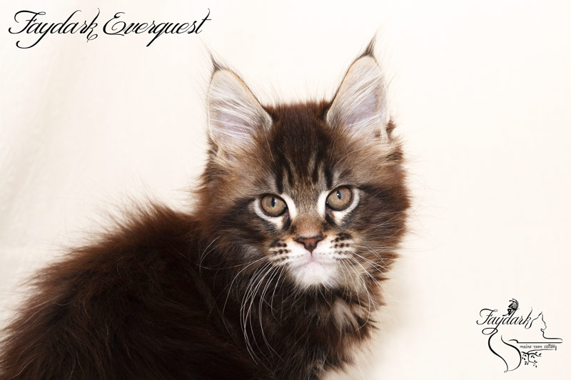 Faydark Everquest - Kitten maine-coon 1 month 4 weeks