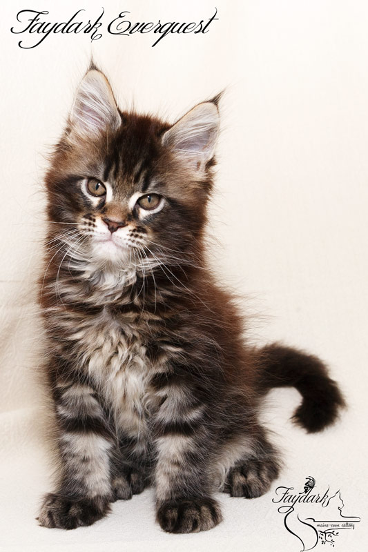 Faydark Everquest - Kitten maine-coon 1 month 4 weeks