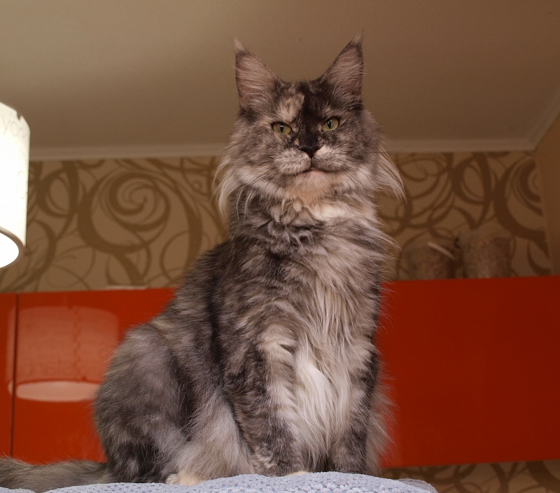 Early Bird Elshecoon - Adult maine-coon 4 years 2 months 3 weeks