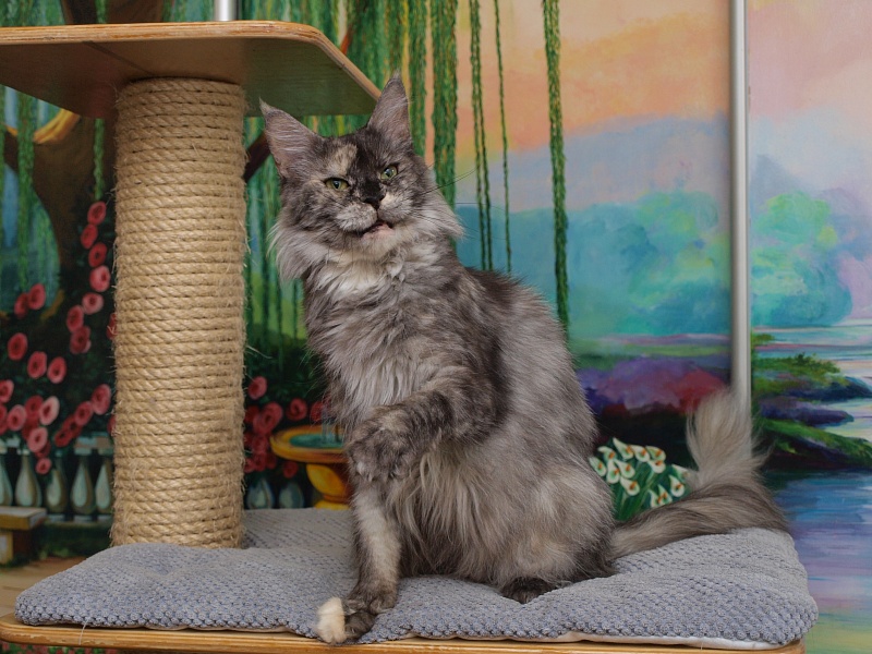 Early Bird Elshecoon - Adult maine-coon 4 years 1 month 2 weeks