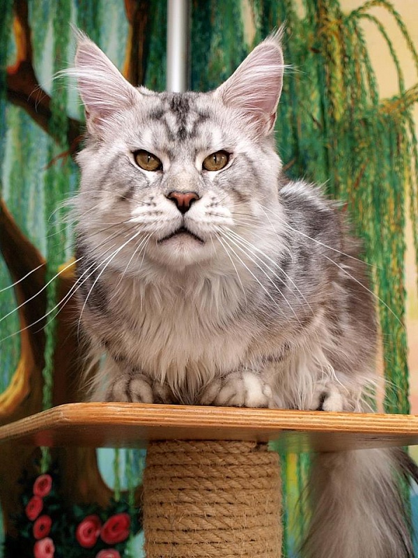 Felissimo Morrison - maine-coon